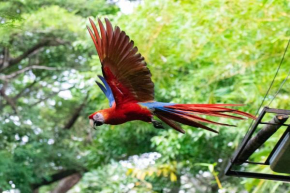 Jungle Lodge at Wild Sun Rescue Center